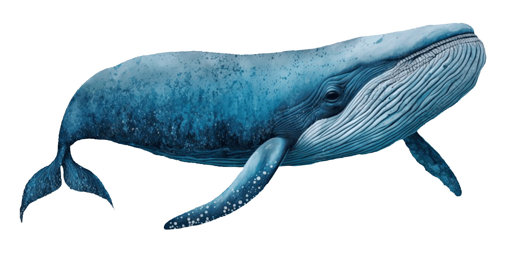 whale-decoration